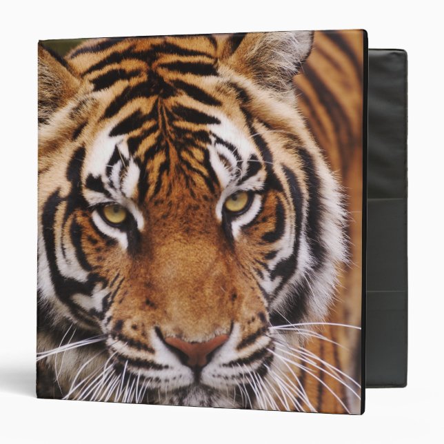Classeur Tigre du Bengale, Panthera tigris (Devant/Intérieur)