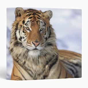Classeur Tigre sibérien, altaica du Tigre de Panthera, Asi