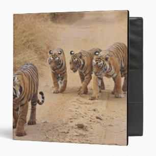 Classeur Tigres du Bengale