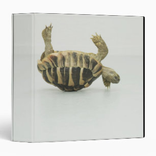 Classeur Tortue à l'envers, équilibrant sur la coquille
