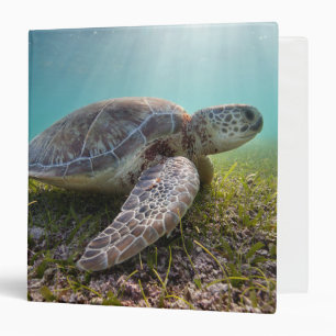 Classeur Tortue de mer verte à la baie du crépuscule