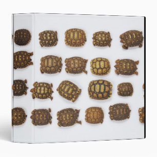 Classeur Tortues de bébé disposées dans les rangées