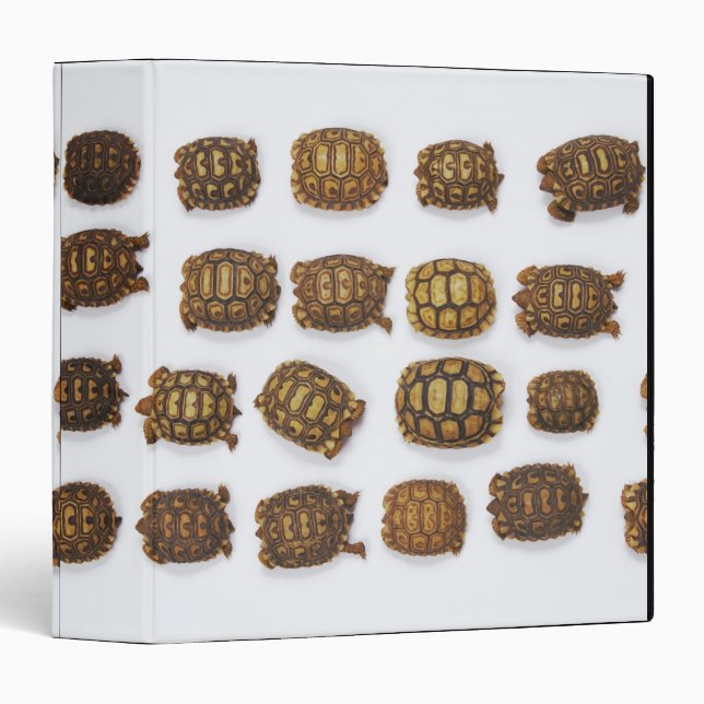 Classeur Tortues de bébé disposées en rangs (Devant/Côté)