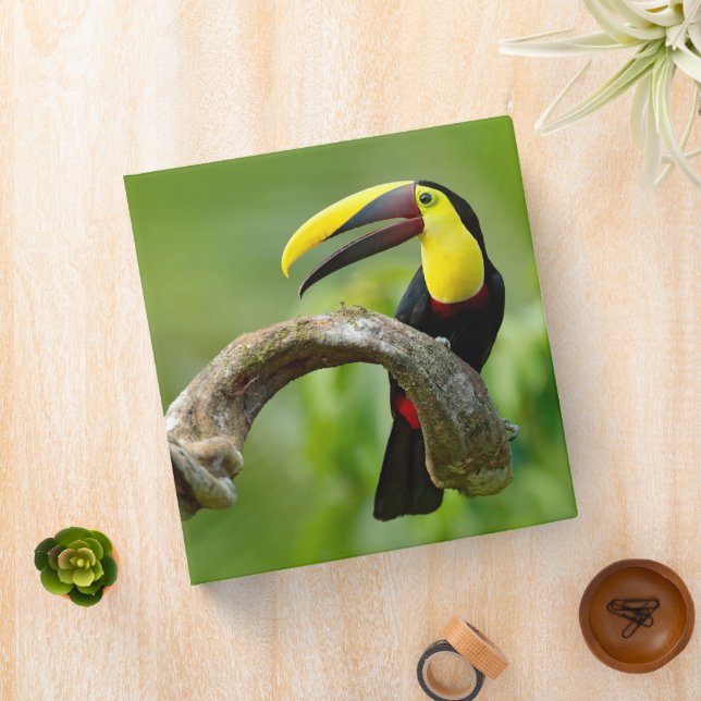 Classeur Toucan assis sur la branche dans la forêt (In Situ)
