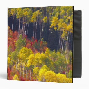Classeur Trembles colorés dans Logan Canyon Utah en