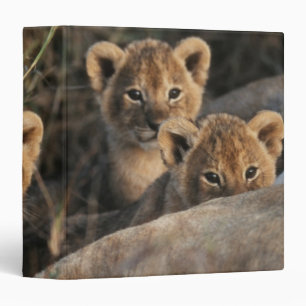 Classeur Trio de bébés Lions âgés de six semaines assis