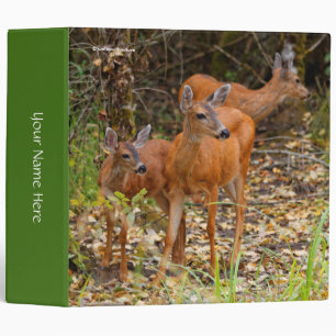 Classeur Trio superbe de cerfs de queue noire dans la forêt