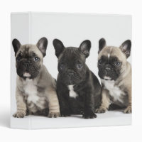 Trois Chiots Pedigree