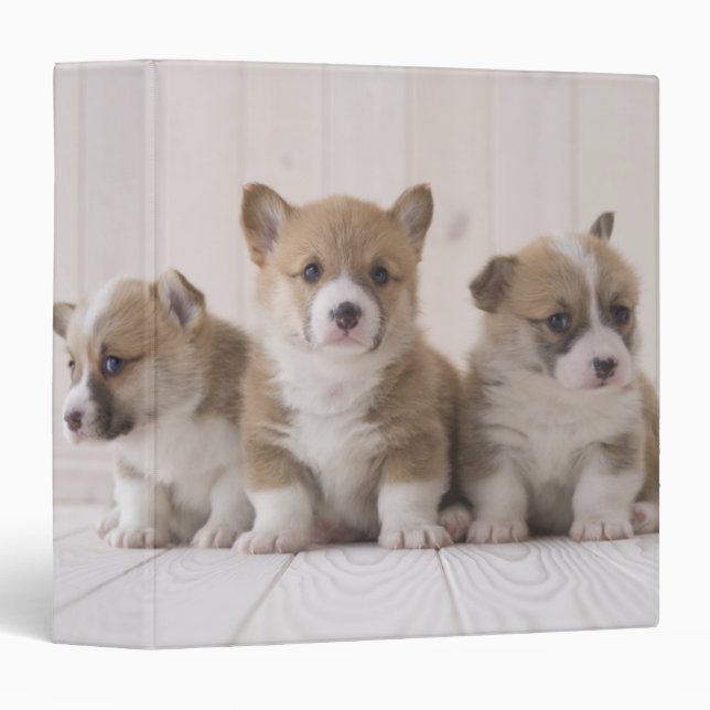 Classeur Trois Corgi gallois (Devant/Côté)