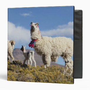 Classeur Troupeau de lamas décorés dans la Puna, montagnes
