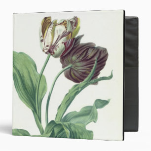 Classeur Tulipe de jardin, de "opéra Botanica", gravé par