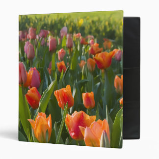Classeur Tulipes