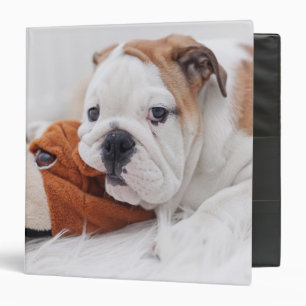 Classeur Un chiot anglais de bouledogue jouant avec un