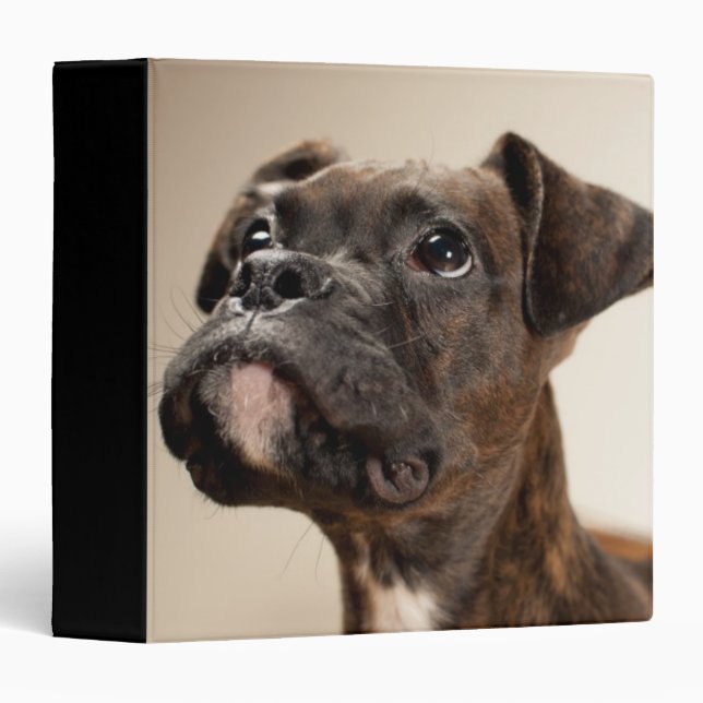 Classeur Un chiot Brindle de boxeur recherchant (Devant/Côté)