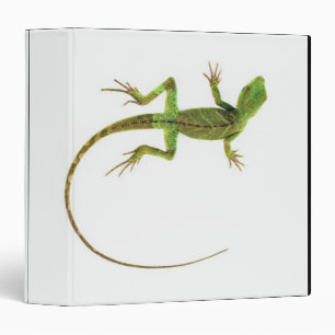 Classeur Un lézard sur fond blanc pur