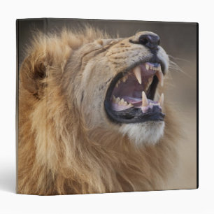 Classeur Un lion masculin mûr (Panthera Lion) dans le