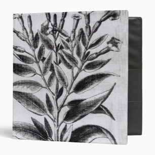 Classeur Une plante de tabac, 1622