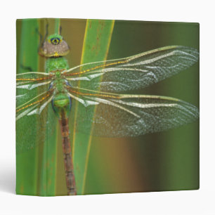 Classeur USA, Géorgie. Dragonfly vert sur roseaux