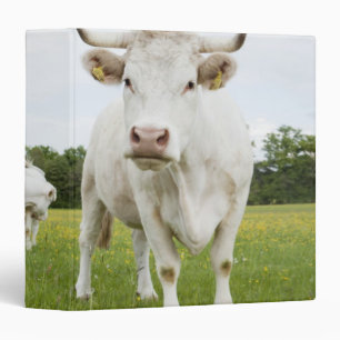 Classeur Vache se tenant dans le domaine herbeux