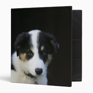 Classeur Vieux chiot de border collie de 12 semaines