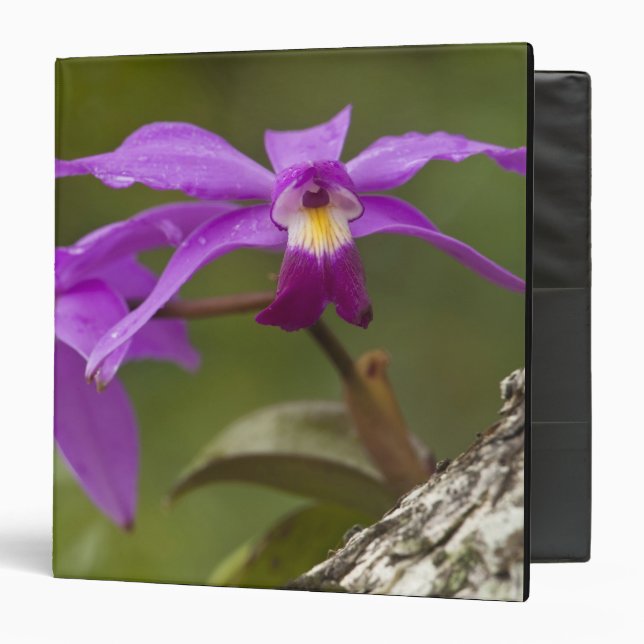 Classeur Violette de l'orchidée de Violette Cattleya (Devant/Intérieur)