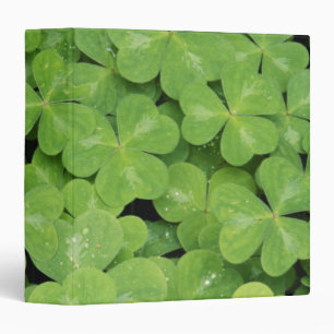 Classeur Vue d'Oxalis Oregana feuillage d'oseille de bois