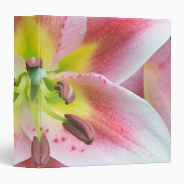 Classeur Washington, Bellevue, Lily (Devant/Côté)