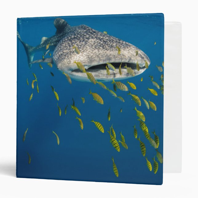 Classeur Whale Shark with fish, Indonésie (Devant/Intérieur)