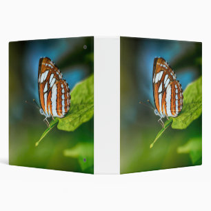 Classeur White and Orange Striped Butterfly