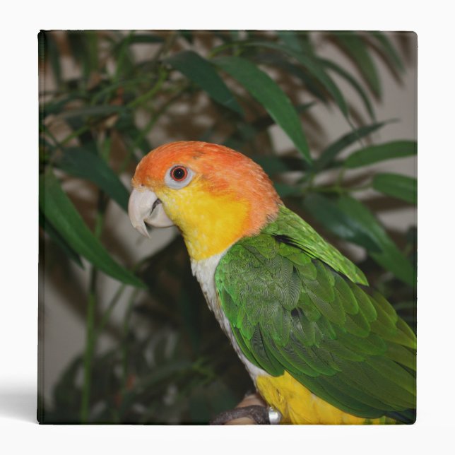 Classeur White Bellied Caique Parrot with Bamboo Tree (Devant)