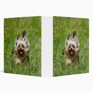 Classeur Yorkshire Terrier mignon courant dans l'herbe