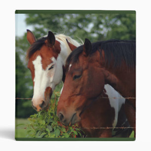 Classeurs de cheval de photographie