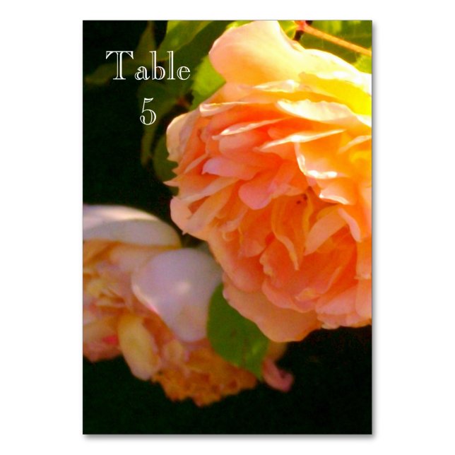 Classic elegant orange peachy Roses Table Number (Front)