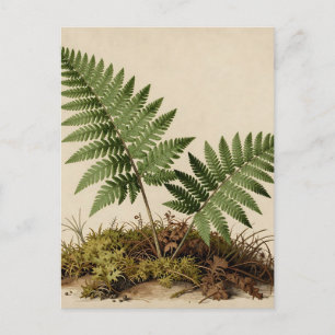 Classic Fern Botanical Postcard
