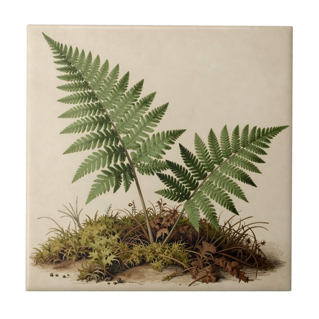 Classic Fern Botanical Tile (Front)