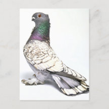 Classic Frill Pigeon Postcard