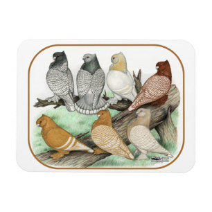 Classic Frill Pigeons Blondinettes Magnet