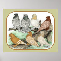 Classic Frill Pigeons Blondinettes