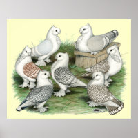 Classic Frill Pigeons