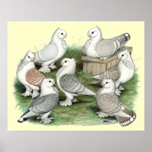 Classic Frill Pigeons Poster