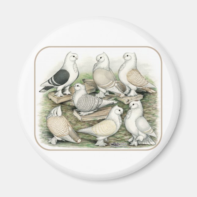Classic Frill Pigeons Satinettes Magnet (Front)