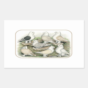 Classic Frill Pigeons Satinettes Sticker