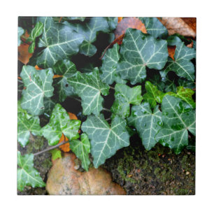 Classic green Ivy and field stone  Tile