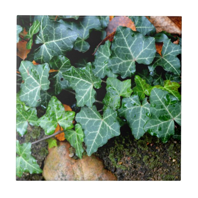 Classic green Ivy and field stone  Tile (Front)