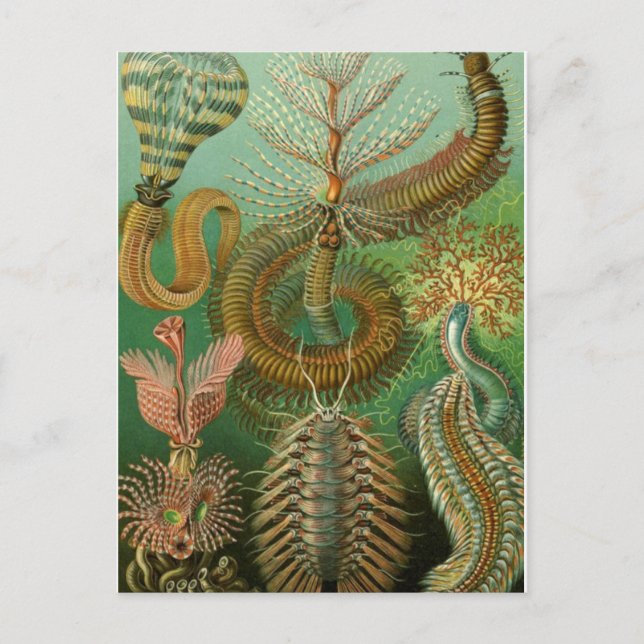 Classic Illustration Postcard (Front)