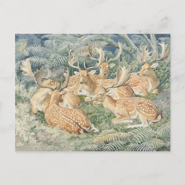 Classic Illustration Postcard (Front)