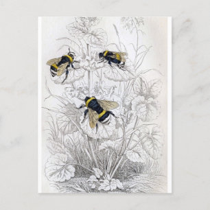 Classic Illustration Postcard