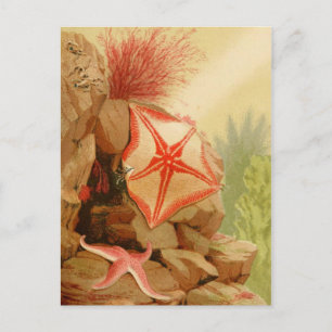 Classic Illustration Postcard