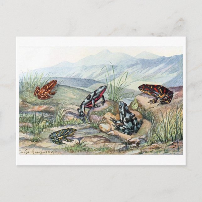 Classic Illustration Postcard (Front)