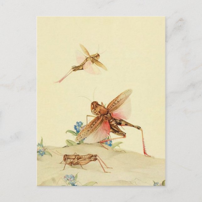 Classic Illustration Postcard (Front)